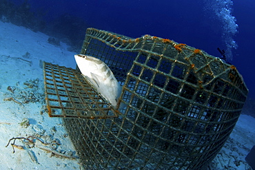 Grouper in fishing cage. Cat Islan, Bahamas