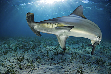 Hammerhead shark, Belize