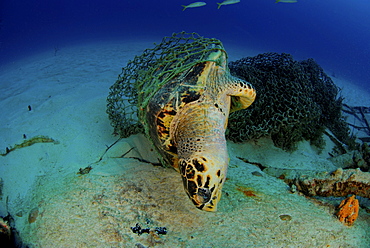 Hawksbill turtle trapped in fishing net, British Virgin Islands