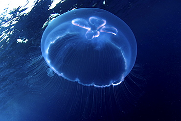 Moon Jellyfish. St. Statius, Caribbean