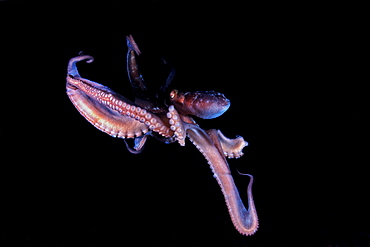 Octopus, Cayman Islands