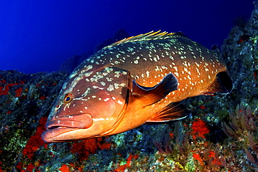 El Hierro, Canary Islands, Grouper (Epiaephelos marginatus)