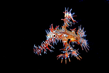 Ornate ghost pipefish, Indonesia