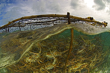 Lobsters trapped in fishing net, Los Roques, Venezuela