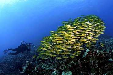 Shoal of snappers and photographer, Maui, Hawaii