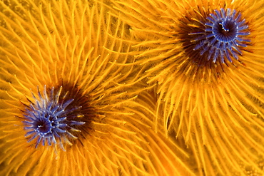 Christmas tree worm, Micronesia