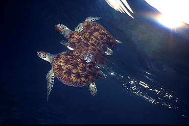 Green sea turtle reflection under surface. Cayman Islands