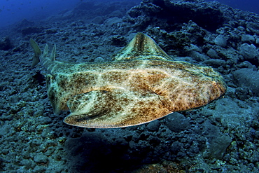 angel shark, Gran Canaria, Canary Islands