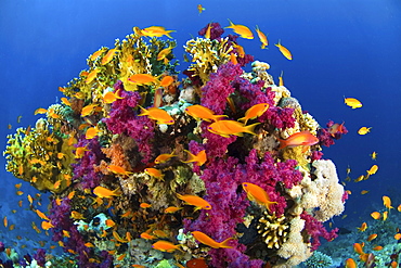 anthias in coral reef, Rash Mohammed,  Red Sea