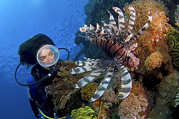 Lion fish and female diver. Egypt, Red Sea