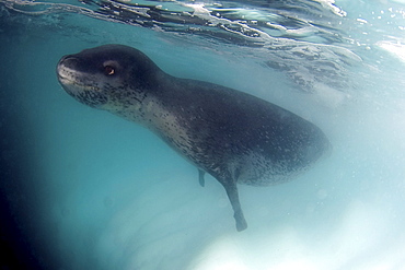 Leopard seal, Antarctica