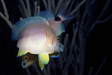 Butter hamlets mating at sunset, Cayman Islands