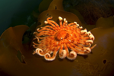 Sun seastar, Antarctica