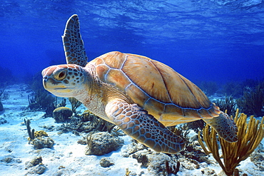 Green sea turtle, Cayman Islands