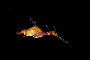 Weedy sea dragon, Australia