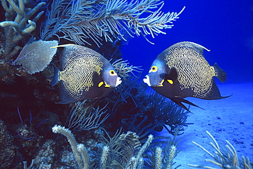 couple of French angelfish, Cayman Islands