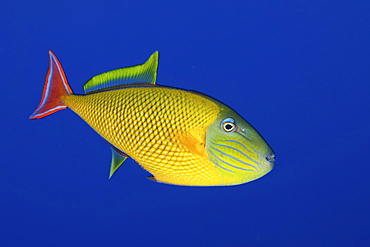 Redtail triggerfish. Socorro. Revillagigedo Islands, Pacific Ocean Pacific Ocean