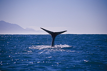 Sperm whale (Physeter catadon) diving off coast Kaikoura, New Zealand