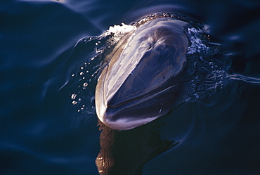 Minke whale (Balaenoptera acutorostrata) lifting its rosturm above the suface and associating with whale watching boat. Slender rostrum and small blow hole typical of minke