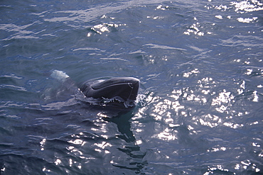 Minke whale (Balaenoptera acutorostrata) spy hopping with white fins and rostrum visible. Husavik, Iceland 