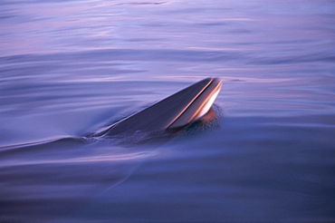 Minke whale (Balaenoptera acutorostrata) spy hopping in low light at sunset with rosturm visible. Husavik, Iceland 