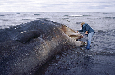 Sperm whale (Physeter macrocephalus / catodon) washed up dead with man standing by head for scale. North coast of Iceland.