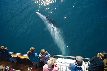 Minke whale (Balaenoptera acutorostrata) associating with North Sailing whale-watching boat Husavik, close to the arctic circle at the top of Iceland.