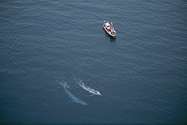 A rare, aerial view of Blue whales (Balaenoptera musculus) surfacing near whale-watching boat in the fjords, near Husavik, on the north coast of Iceland.