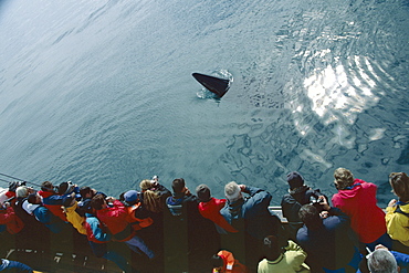 Minke whale (Balaenoptera acutorostrata) spy hopping near a whale-watching boat. Husavik, Iceland 