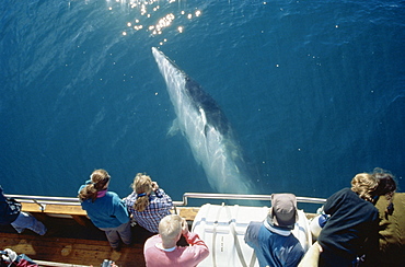 Whale-watchers leaning over a Minke whale (Balaenoptera acutorostrata), which has stopped and is showing interest in them. Husavik, Iceland