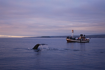 Humpback whale (Megaptera novaeangliae) fluking up for a deep dive with the midnight sun and a whale-watching boat behindt. Husavik, Iceland