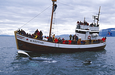 Humpback whale (Megaptera novaeangliae) with long pectoral fin held out of the water in front of boat full of whale-watchers. HusavÌk, Iceland