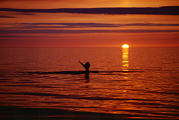 Humpback whale (Megaptera novaeangliae) fluking up for a deep dive in the midnight sun, near Husavik on the north coast of Iceland