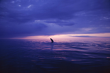 Humpback whale (Megaptera novaeangliae) breaching in the midnight sun in the fjords in the north of Iceland. Husavik, Iceland 