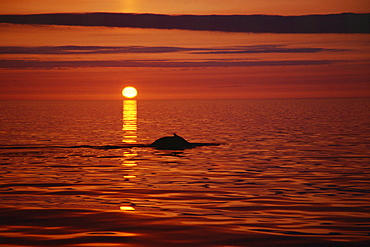 Humpback whale (Megaptera novaeangliae) surfacing in the midnight sun in the fjords in the north of Iceland. Husavik, Iceland