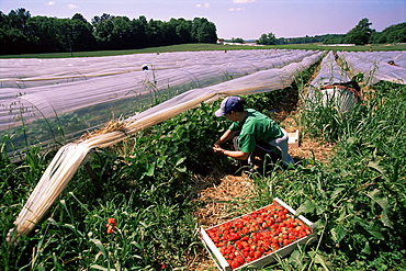 Strawberry picking, England, UK