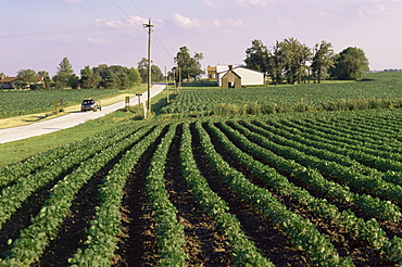 Soybean fields, Hudson, Illinois, Mid-West, United States of America, North America