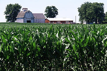 Barns on farm, Hudson, Illinois, Midwest, United States of America, North America