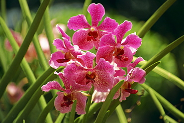 Pink orchid flowers in the orchid garden at Sentosa, Singapore, Southeast Asia, Asia