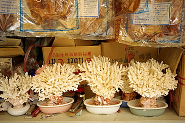 Coral plants for sale, Gulangyu Island, China, Asia