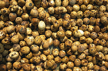 Birds' eggs for sale, Gulang Island, Shandong, China, Asia