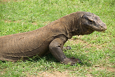 Komodo Dragon, Komodo Island, Indonesia, Southeast Asia, Asia