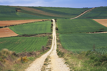 Grain fields between Najera and Azofra, La Rioja, Spain, Europe