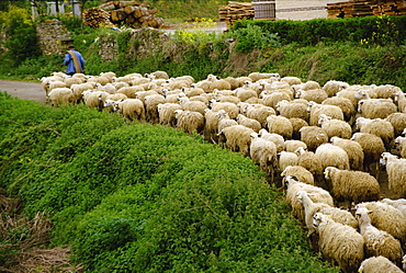 A shepherd leads his flock of sheep along a road at Belorado in a rural part of Burgos, Old Castile, Spain, Europe