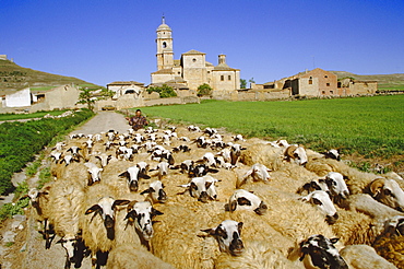 Shepherd and flock of sheep, Castrojeriz, Burgos, Castilla and Leon (Old Castile), Spain, Europe