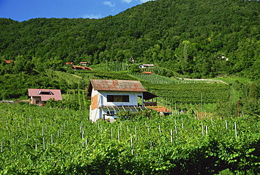 Vineyards, Zagorje region, Croatia, Europe