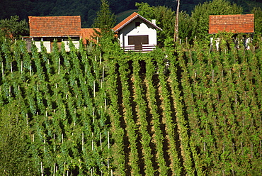 Vineyards, Zagorje, Croatia, Europe