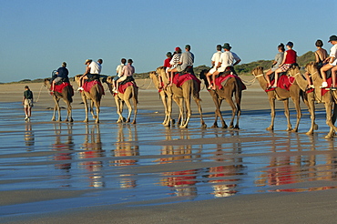 Camel rides, Cable Beach, Broome, Kimberley, Western Australia, Australia, Pacific