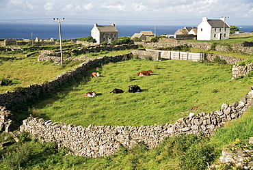 Walled fields, Inishmore, Aran Islands, County Galway, Connacht, Eire (Republic of Ireland), Europe