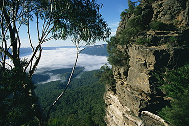 View from the Three Sisters of Jamison valley under fog, Blue Mountains National Park, UNESCO World Heritage Site, New South Wales, Australia, Pacific